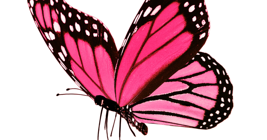 Pink Butterfly Captions